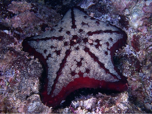 Estrella de mar